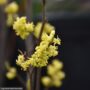 Spicebush – #2 Container